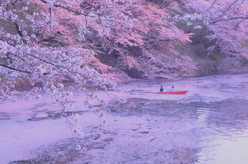 櫻花花瓣飄落在湖面，染上一大片粉紅色，打卡一流！