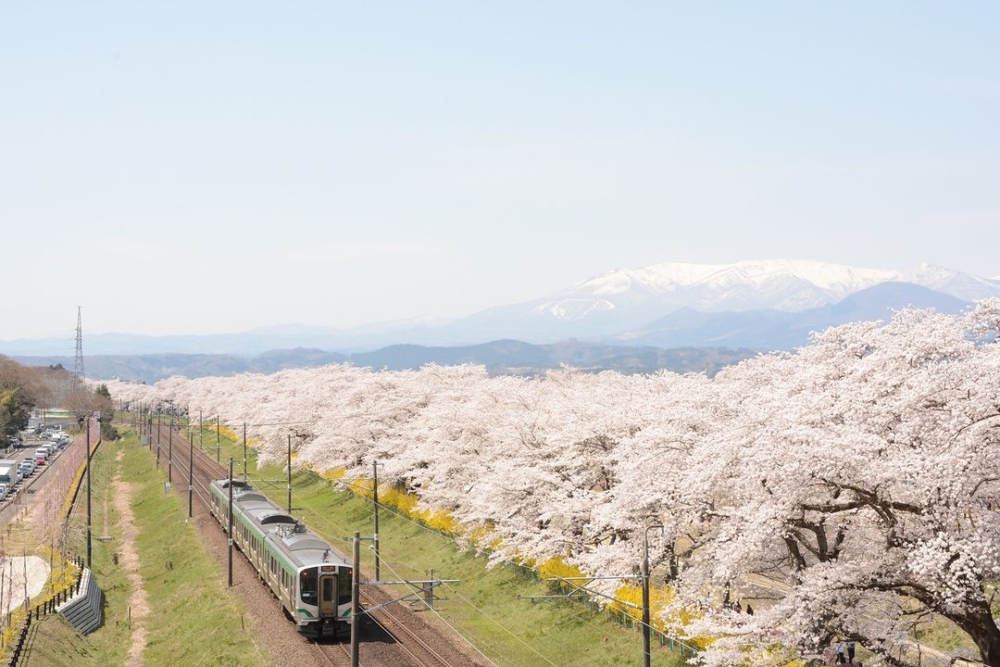 東北本線的路線及櫻花樹並排,乘搭電車觀賞沿途的繽紛櫻花海~
