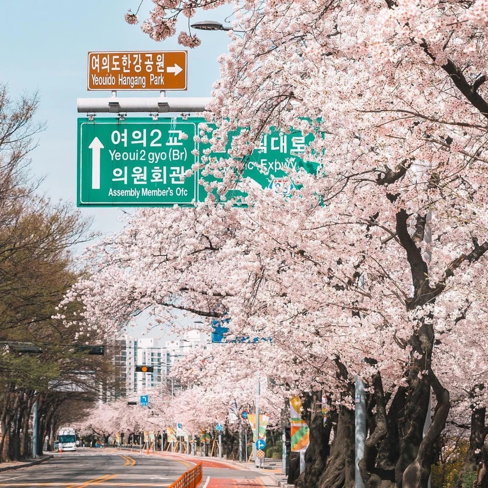 永登浦汝矣島櫻花節。
