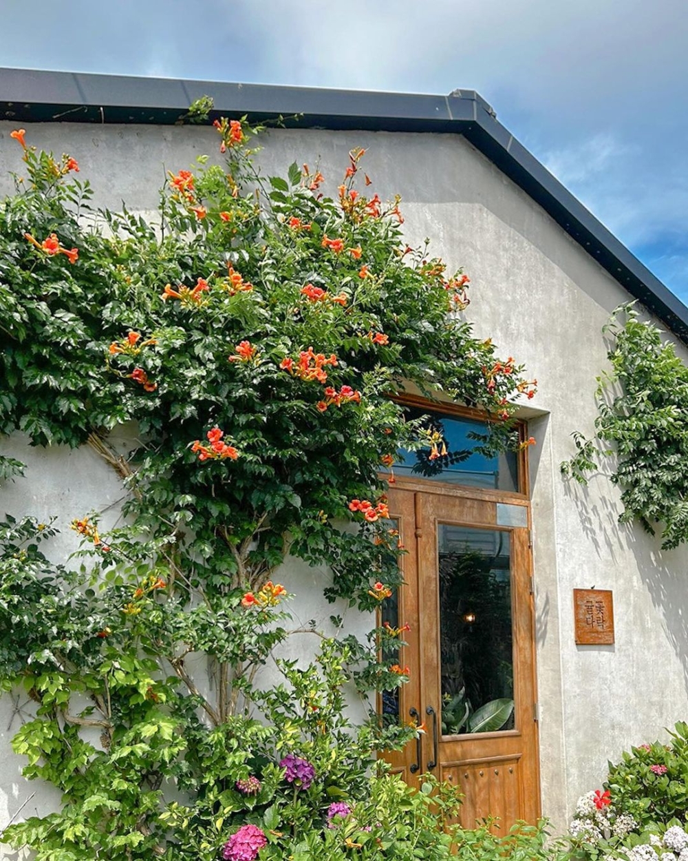 Cafe gyulkkot darak以一大片橘子園及花海著稱～