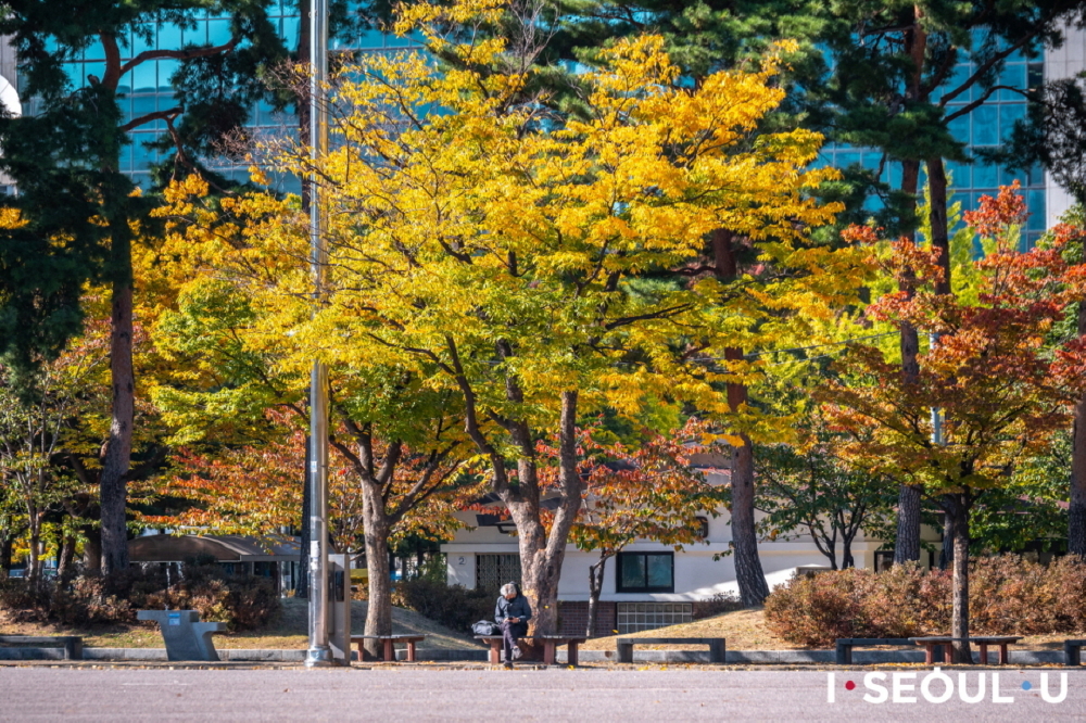 汝矣島公園