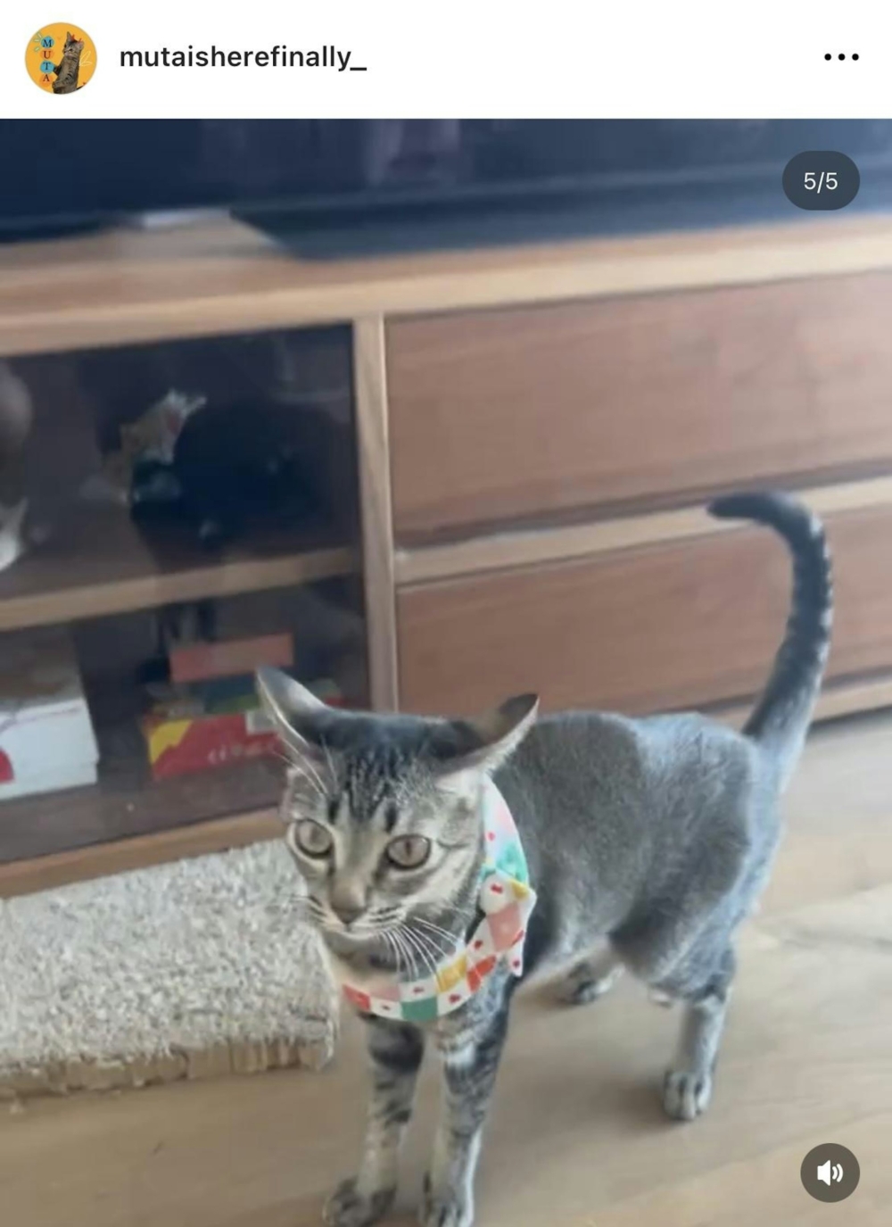 Marf愛貓IG爆光家中電視櫃