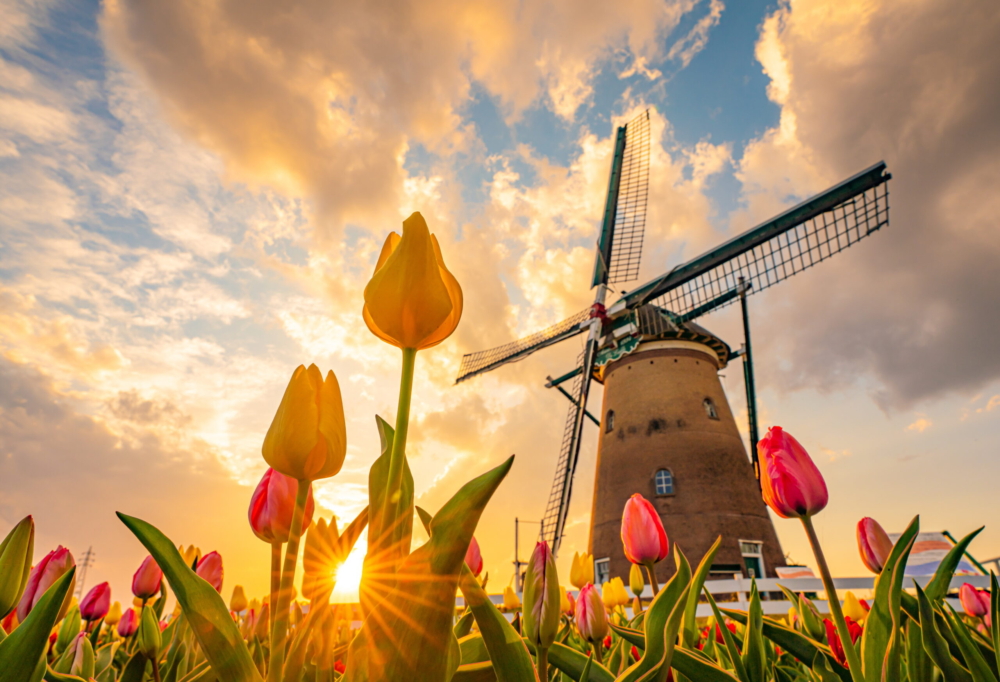 春天迎接鬱金香花季～