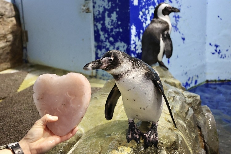 從「JR品川站」高輪口西口，步行約2分鐘即可抵達品川水族館。