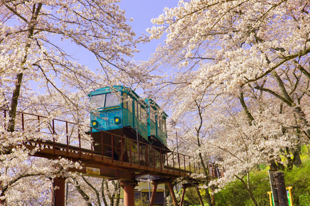 在船岡城址公園乘搭小型軌道纜車賞櫻~