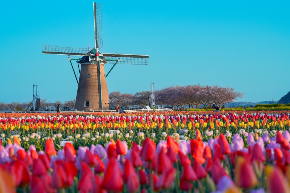 位於東京近郊的佐倉故鄉廣場於3月尾再度舉辦「佐倉鬱金香節」！