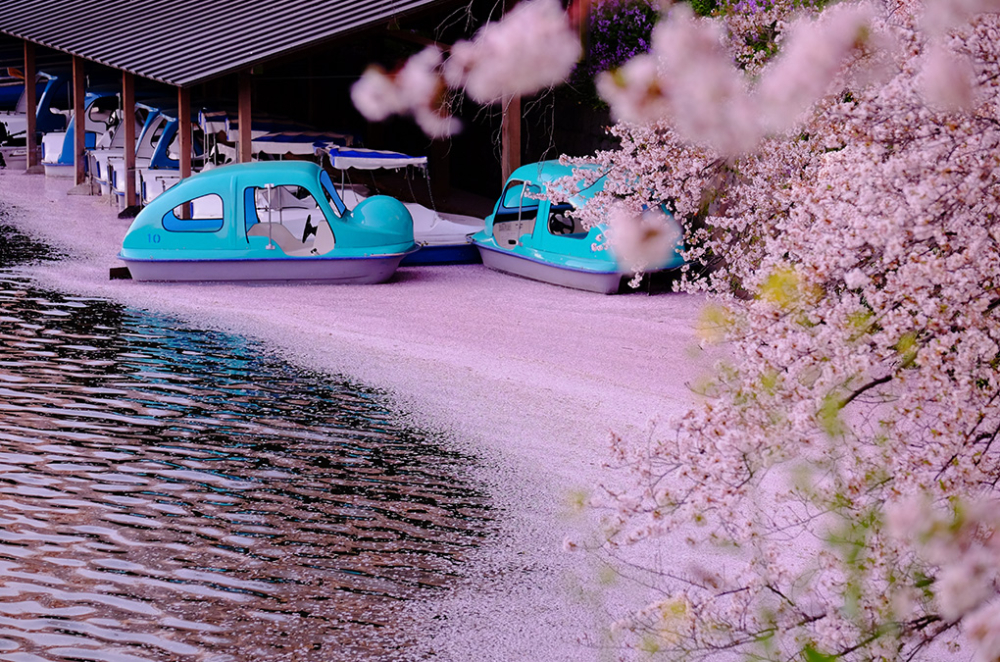 櫻花滿開後，開始凋零飄落，形成絕美櫻吹雪！