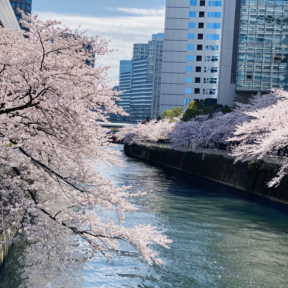目黑川整條長約8公里，其中近4公里綿延河岸種植了逾800棵櫻花樹，形成絕美粉紅櫻花長廊！