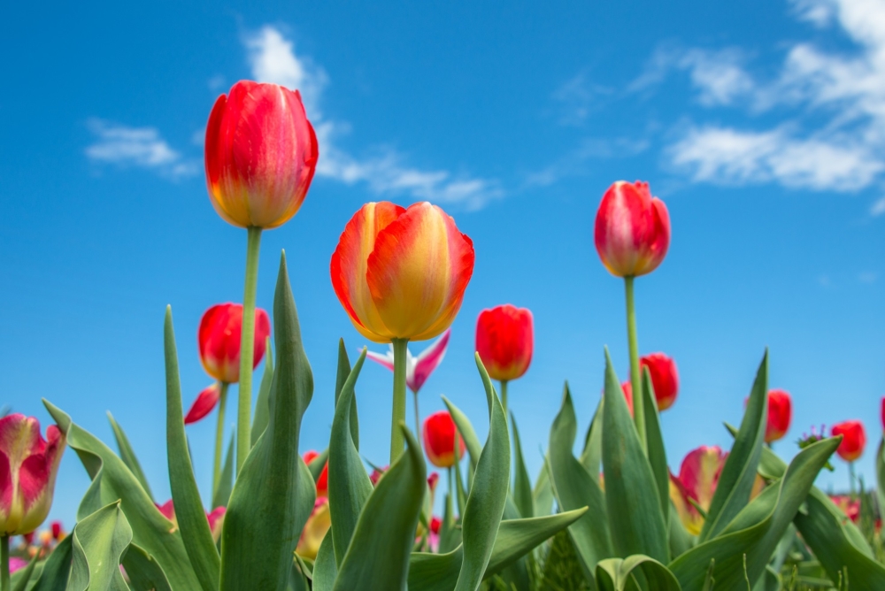 佐倉故鄉廣場提供採摘喜歡的鬱金香的體驗活動！