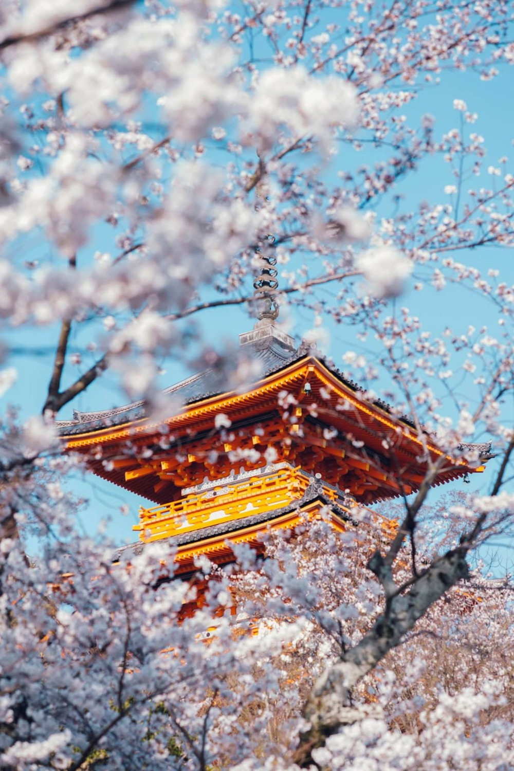 日本櫻花季來臨,一些神社、寺廟特別推出櫻花主題的御守,創意十足!