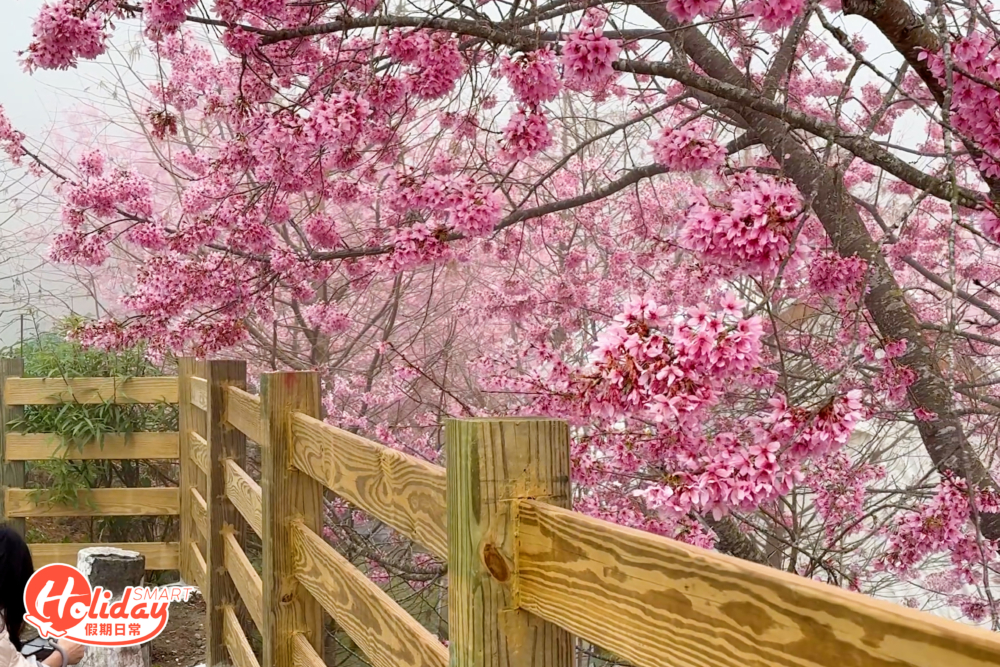 每年約2至3月營地就會被櫻花包圍。