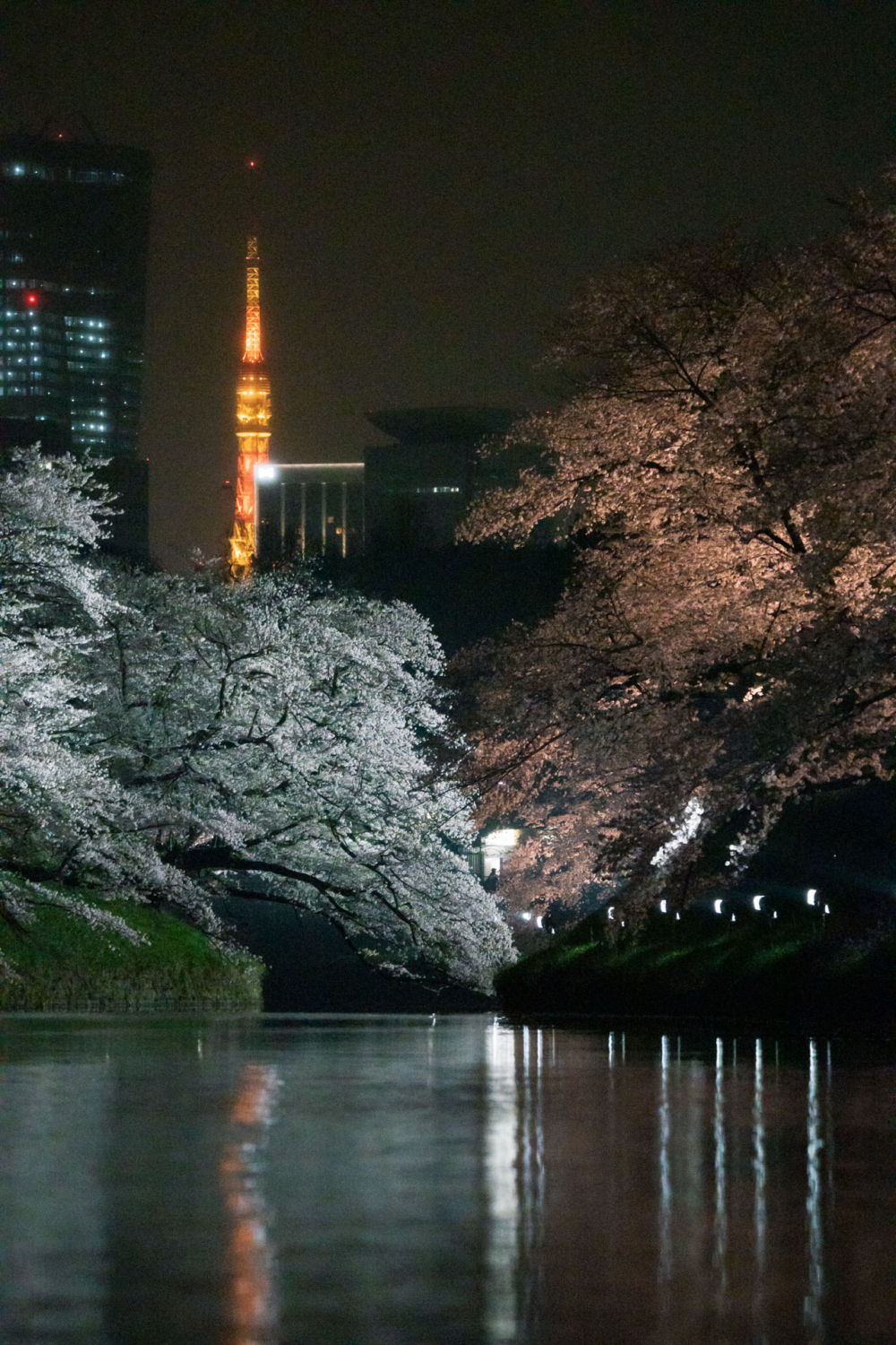 乘坐小船觀賞被點燈照耀的櫻花倒影，十分浪漫～