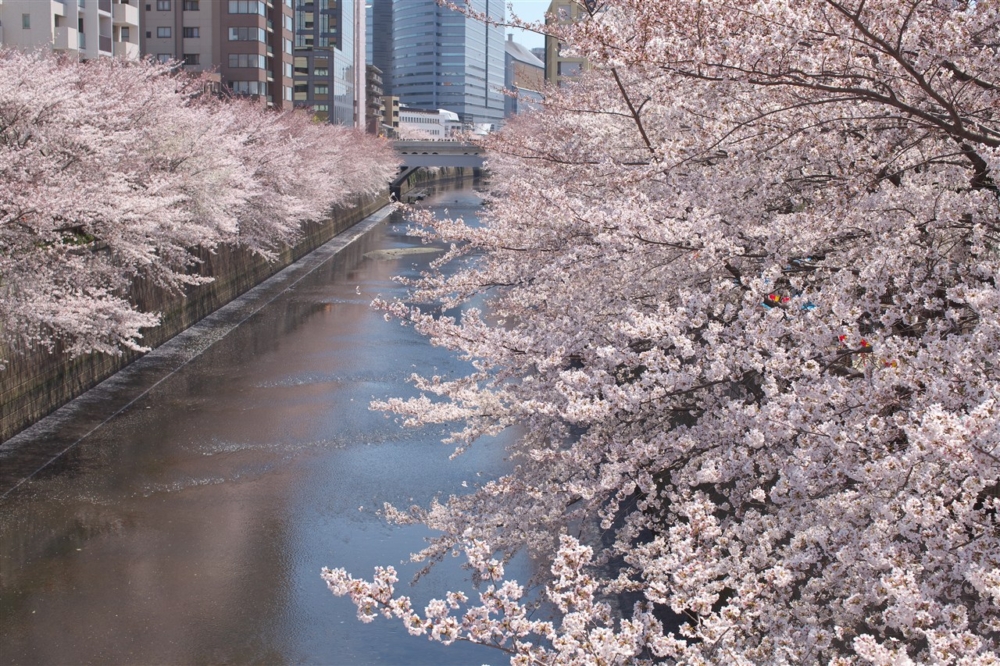 目黑川主要分為3大賞櫻打卡位，其中中目黑站周邊的櫻花最多、最熱鬧～