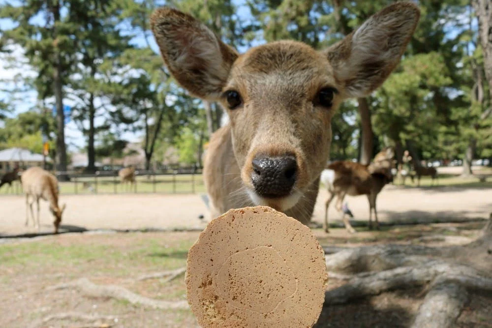 不少人前往奈良旅遊都必定會到奈良公園與「奈良鹿」餵食互動