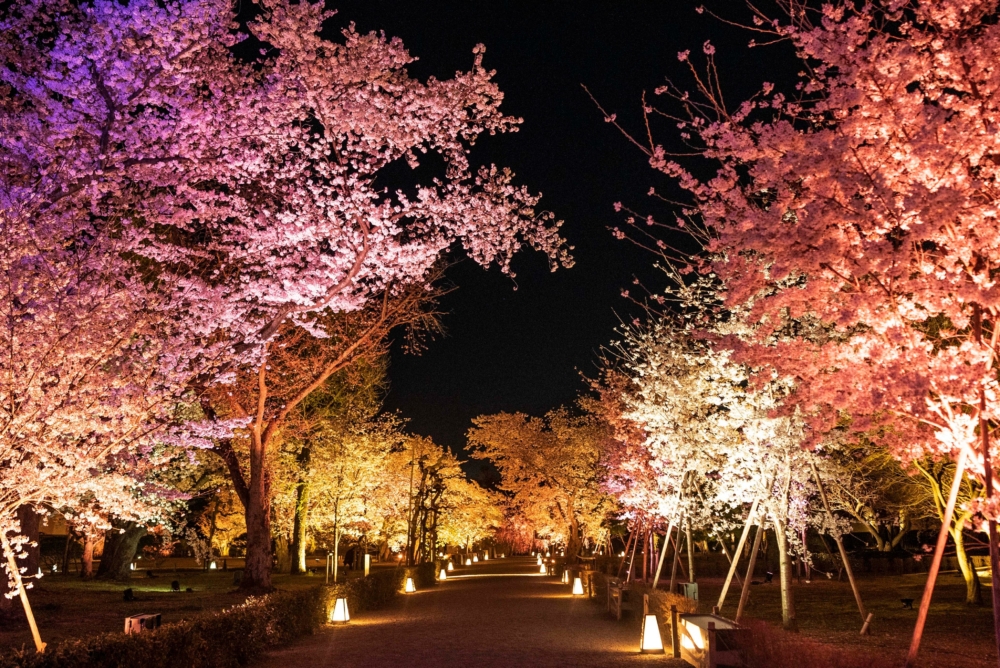 清流園櫻花燈光秀「櫻花爛漫」。