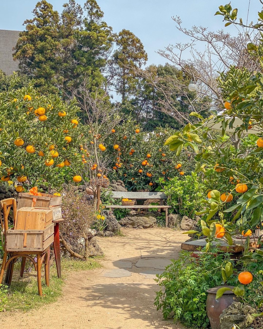 Cafe擁有一大片橘子園，但只限觀賞及影響，但沒有開放採橘體驗～