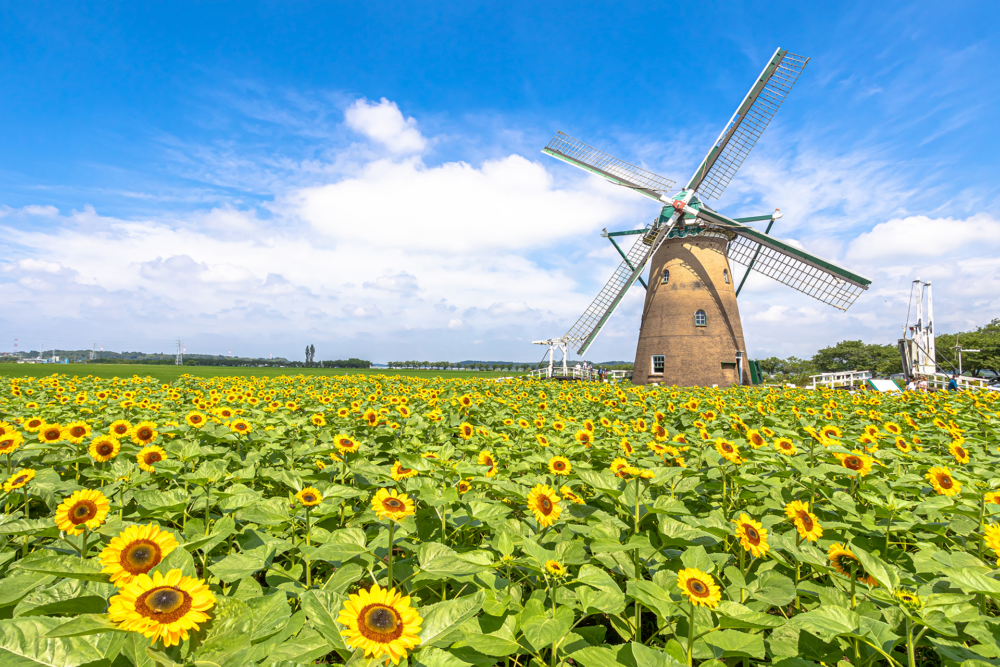 夏季變成金黃色的向日葵花海！