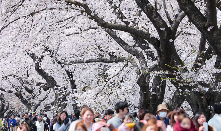 「2024大河原櫻花祭」將於3月29日至4月11日舉辦~