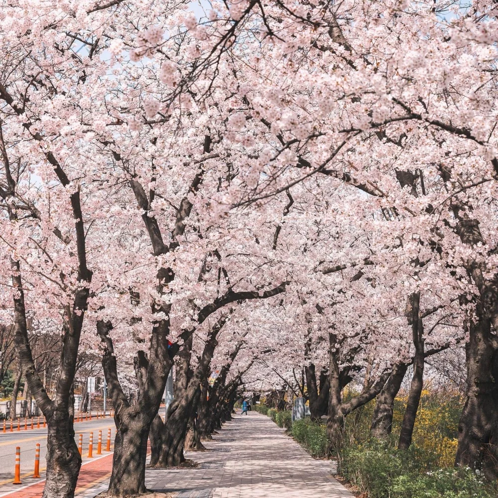 汝矣島漢江公園。