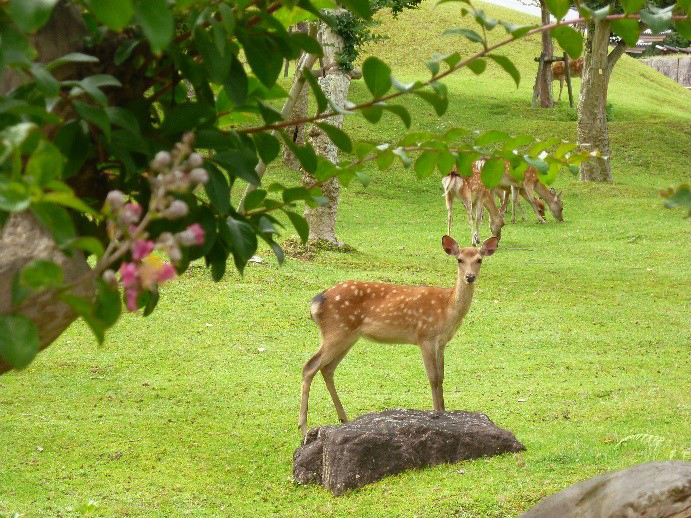 然而由於奈良的鹿群數量激增，緩衝區出沒的鹿隻近年亦漸漸構成新的威脅