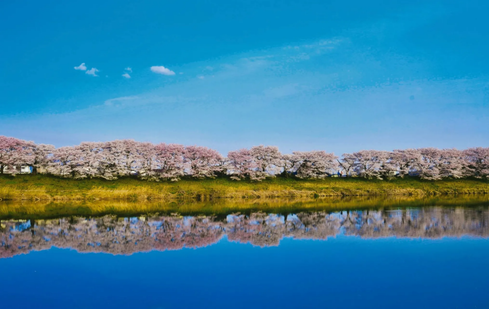 位於宮城縣大河原町及柴田町之間,沿著白石川河畔綿延約8公里,種植了約1,200株櫻花樹,形成一條櫻花隧道~