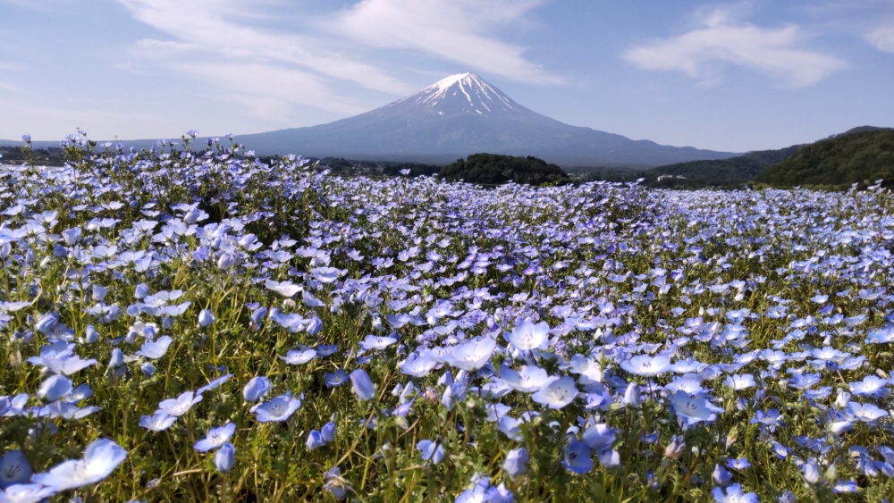 5月下旬至6月中旬可以見到超夢幻的粉蝶花~