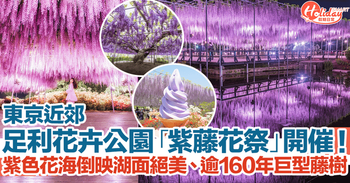 【日本紫藤花2024】東京近郊足利花卉公園紫藤花祭開催！紫色花海倒映湖面絕美、逾160年巨型藤樹！