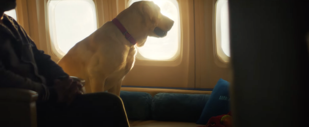 旅程中「BARK Air」的禮賓人員更會引導狗狗完成精心準備的登機流程