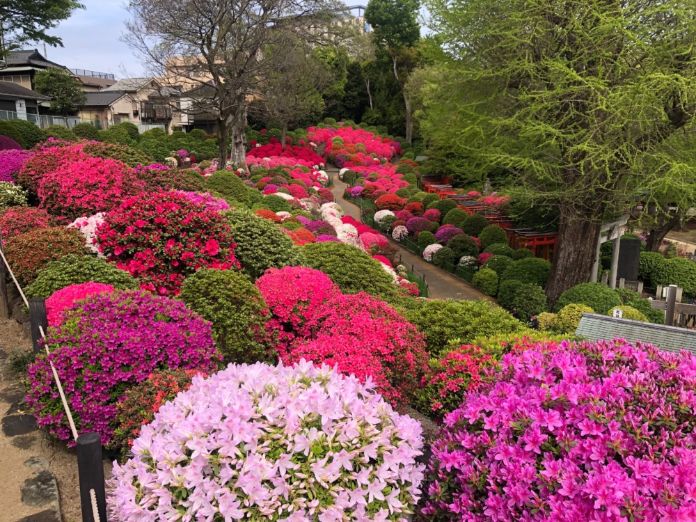 從高處可以看到色彩繽紛的杜鵑花苑!