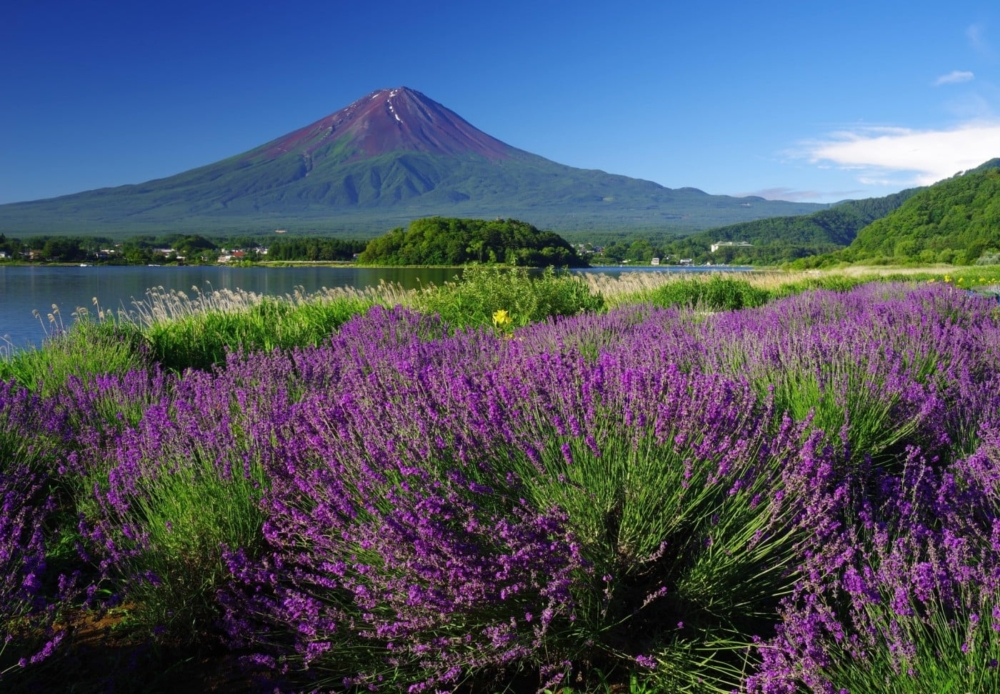 從富士急行線「河口湖站」下車,乘搭河口湖周遊巴士(河口湖·西湖周遊巴士紅線),在「河口湖自然生活館」巴士站下車,可步行前往大石公園~