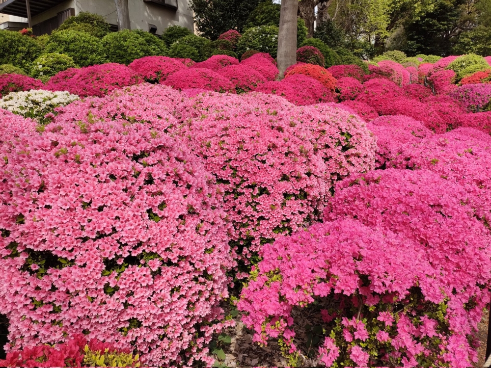根津神社以杜鵑花著稱,種植了約100個品種、3,000株杜鵑花~