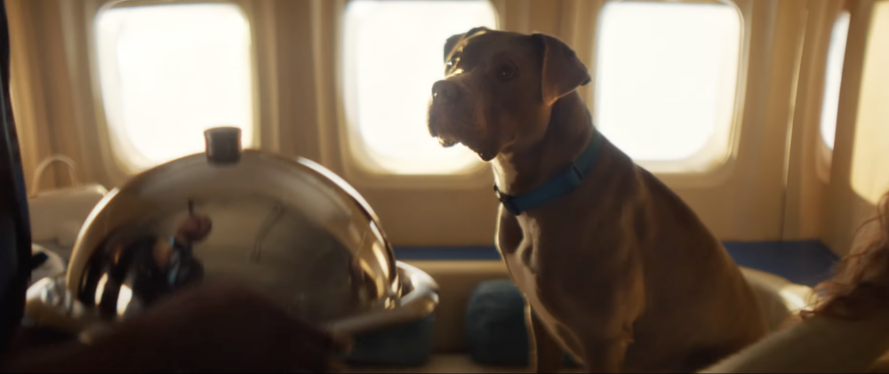 「BARK Air」首航預訂將於5月23日從紐約的威斯徹斯特郡機場(HPN)出發