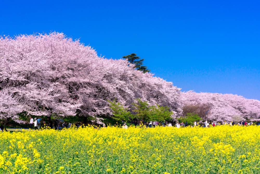 幸手權現堂櫻堤。