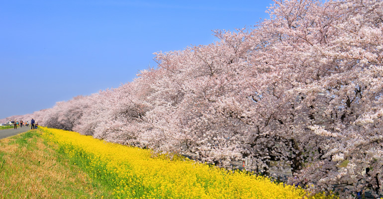 熊谷櫻堤。