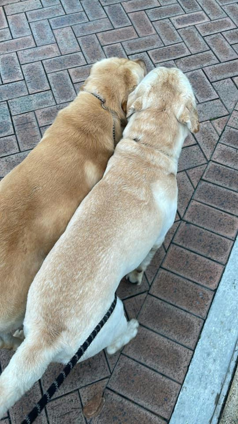 而帖文一出，網民亦紛紛幫狗狗尋主人，最終在發帖1個多小時後樓主就報喜表示主人已找回狗狗