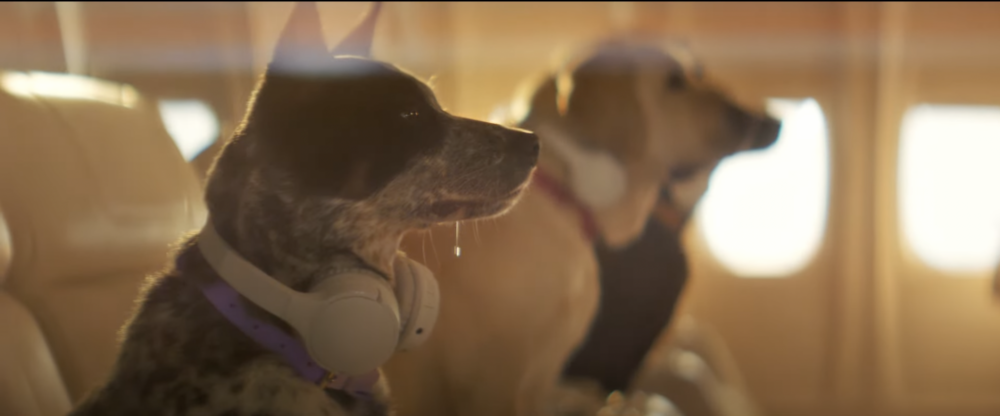 航空公司會為每隻狗及其主人量身定制個人化的旅程