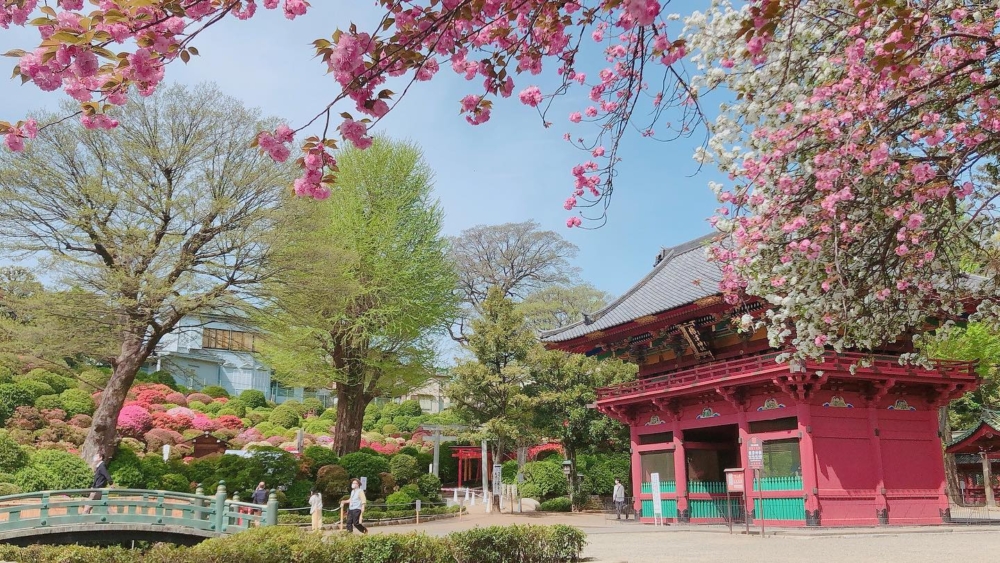 根津神社位於文京區,時間充足的話,可以到鄰近的淺草寺、上野公園等景點逛逛~