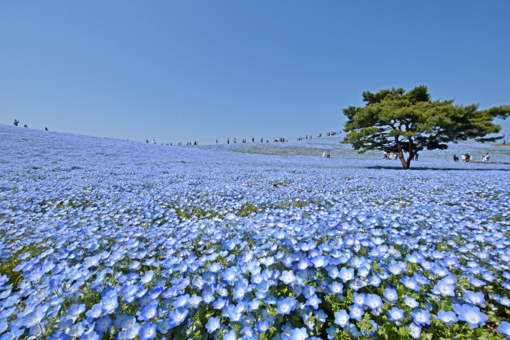 日本春天以櫻花著稱,但位於東京近郊的國營常陸海濱公園卻呈現出截然不同的夢幻粉蝶花海!