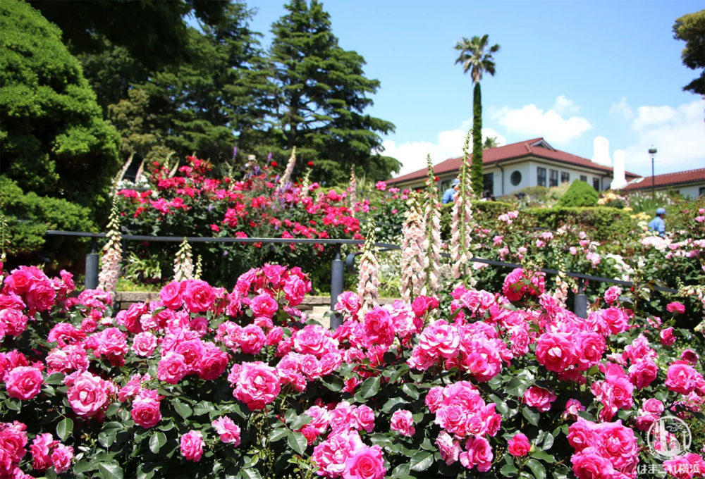 港の見える丘公園,位於小山丘上,賞花之餘仲可以眺望橫濱港及橫濱港灣大橋美景~