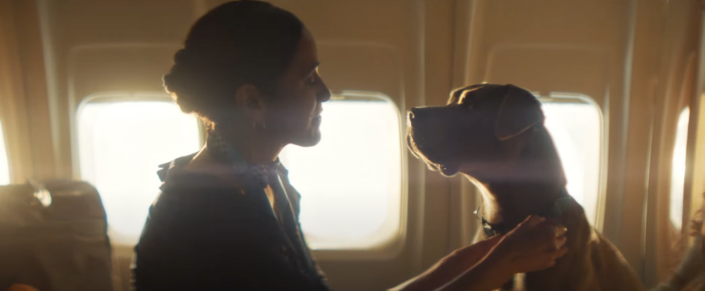 主人與狗狗能全程一同享受頭等艙服務,當中收費當然也不便宜