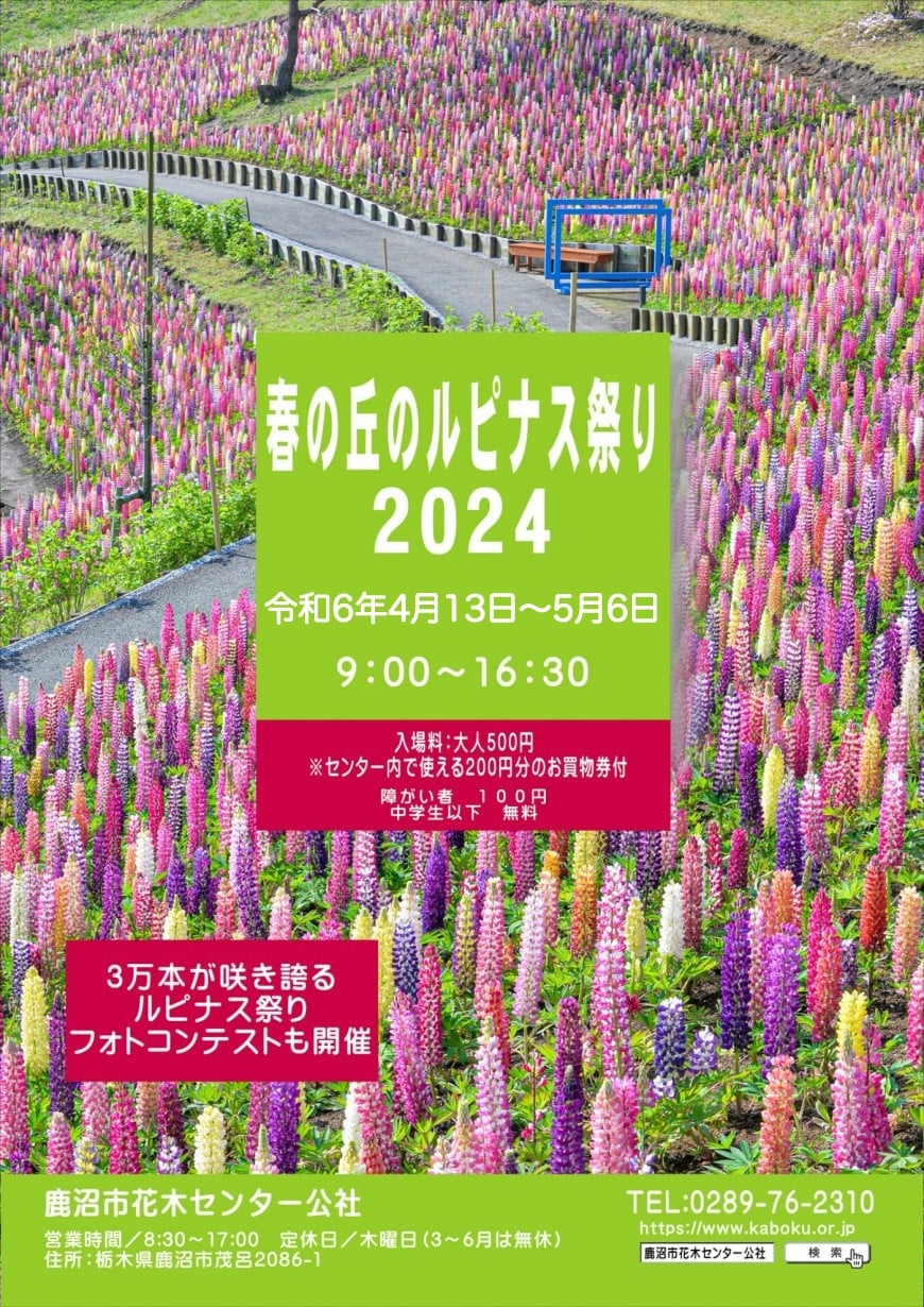 魯冰花的顏色多樣化,色彩繽紛遍佈整座山!