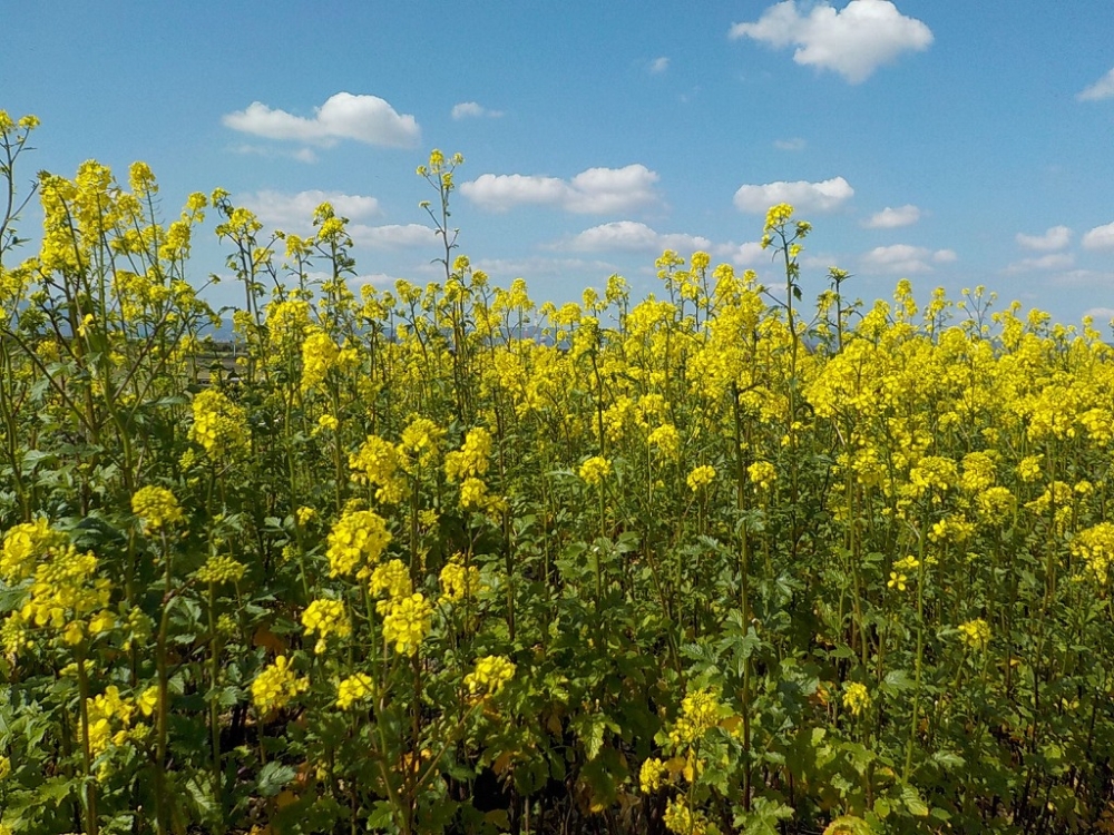 淀川河川公園。