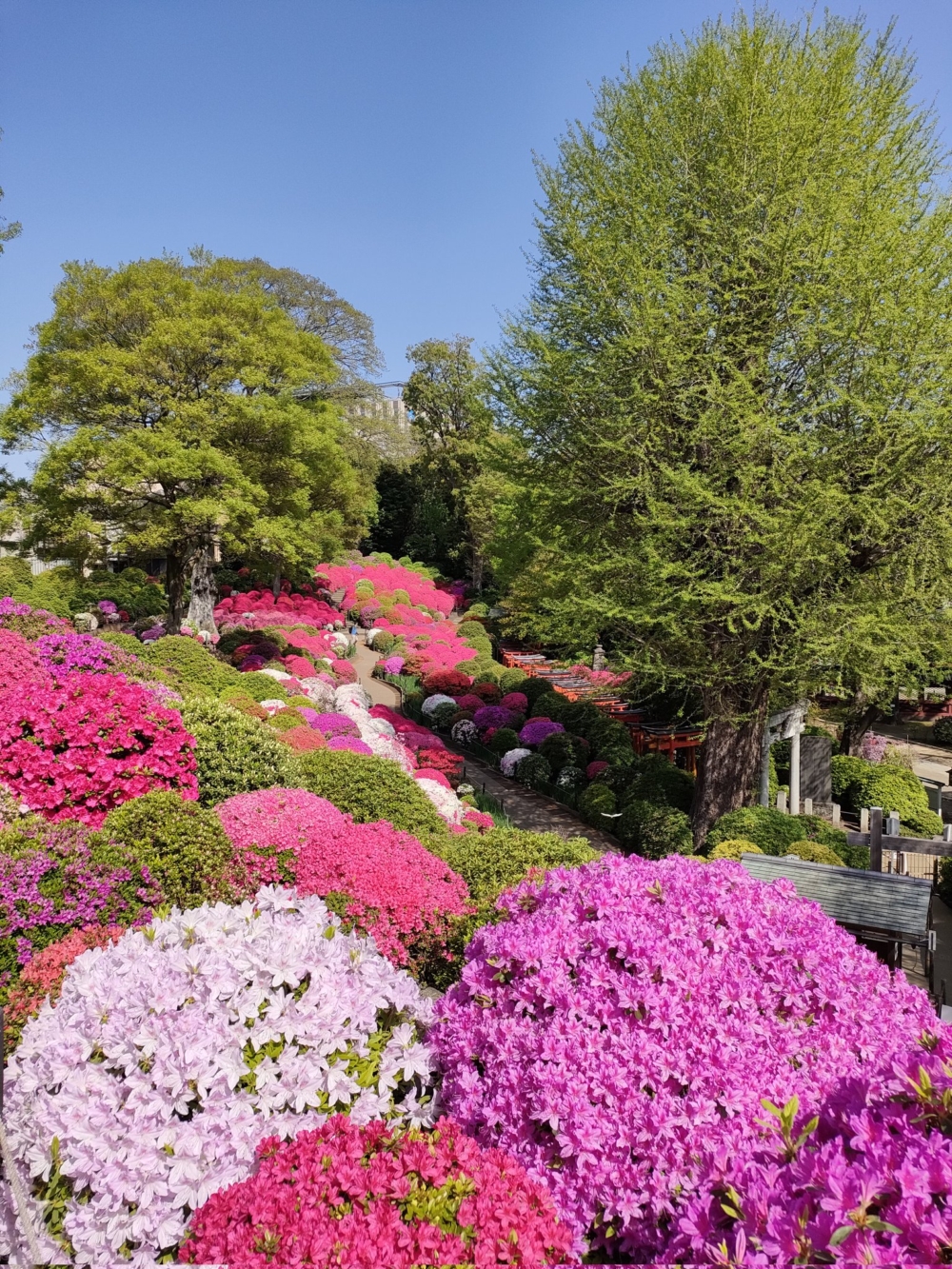 日本櫻花凋謝後,色彩繽紛的杜鵑花緊接登場!