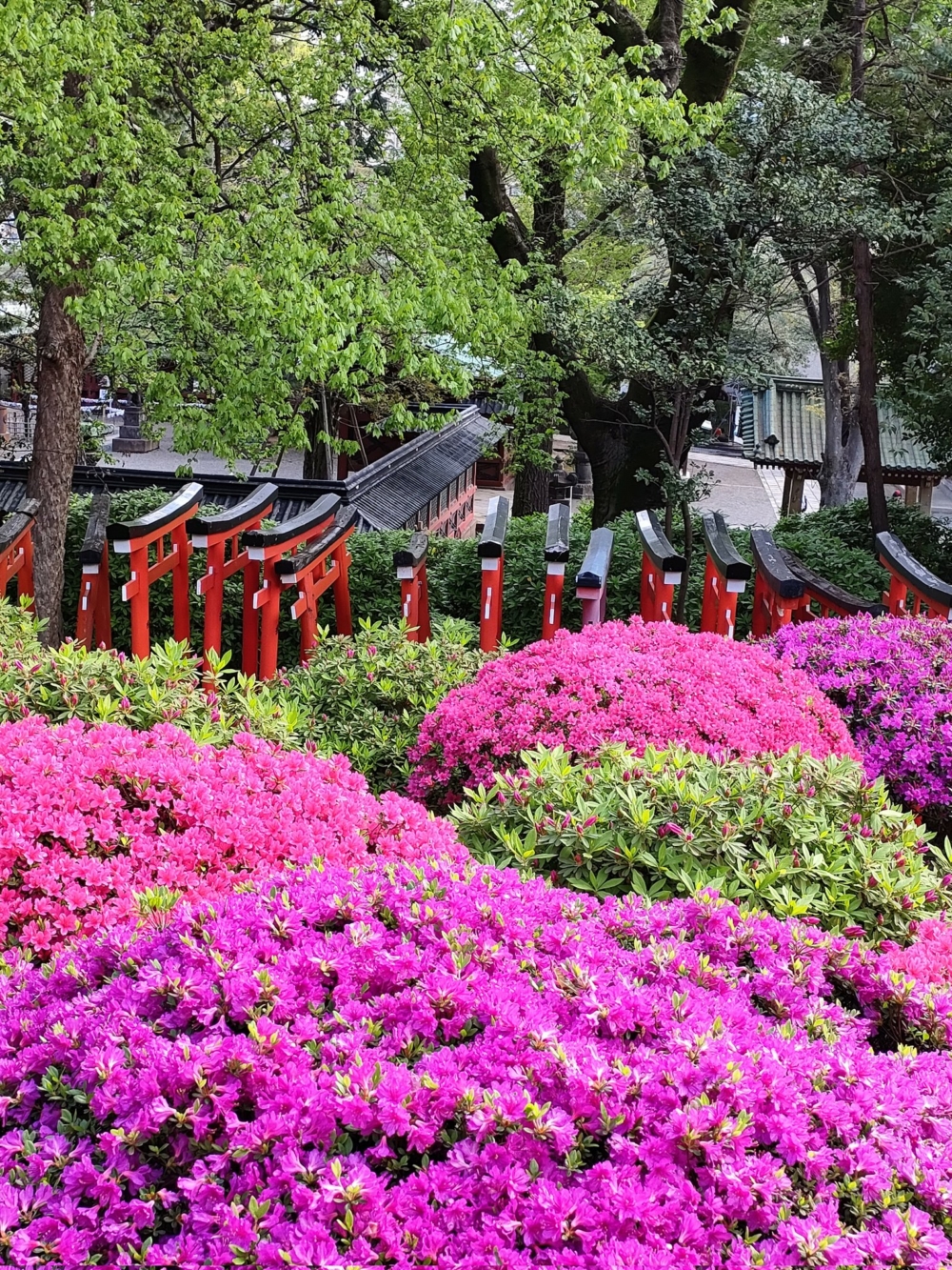 幾乎淹沒在花海中的千本鳥居!