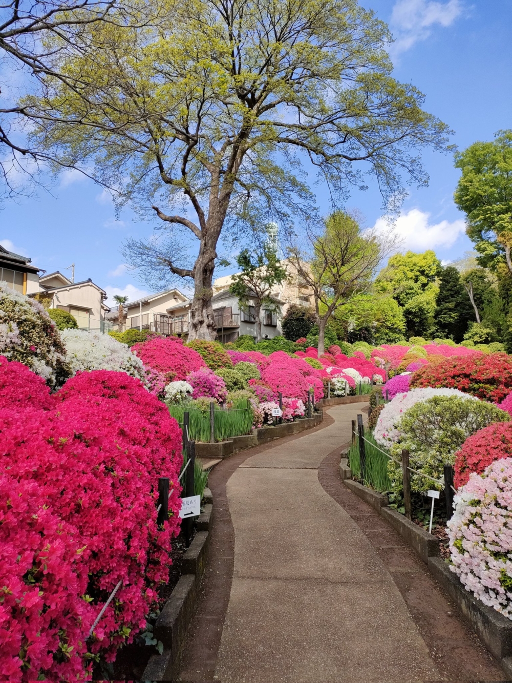 根津神社每年都會舉辦「杜鵑花節祭」,長達約1個月!