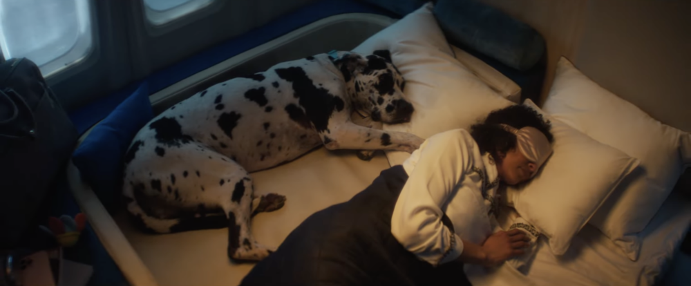 1隻狗與單人免費同行的價格,洛杉磯和紐約之間的單程票價為6000美元(約4.68萬港元)