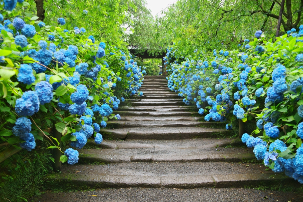 鎌倉繡球花景點：明月院。