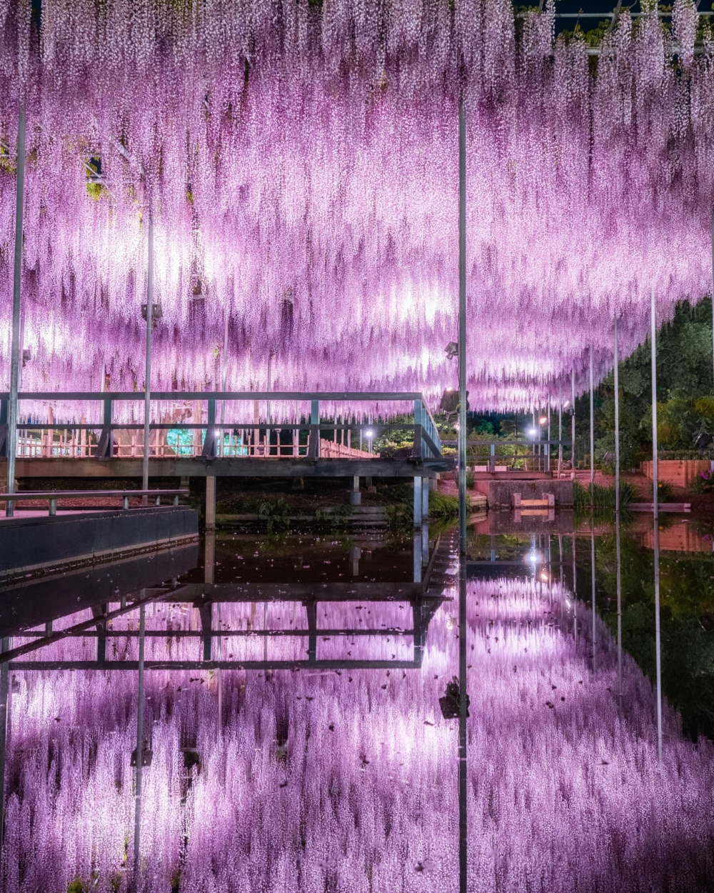 紫藤花倒映在水面上，超漂亮！