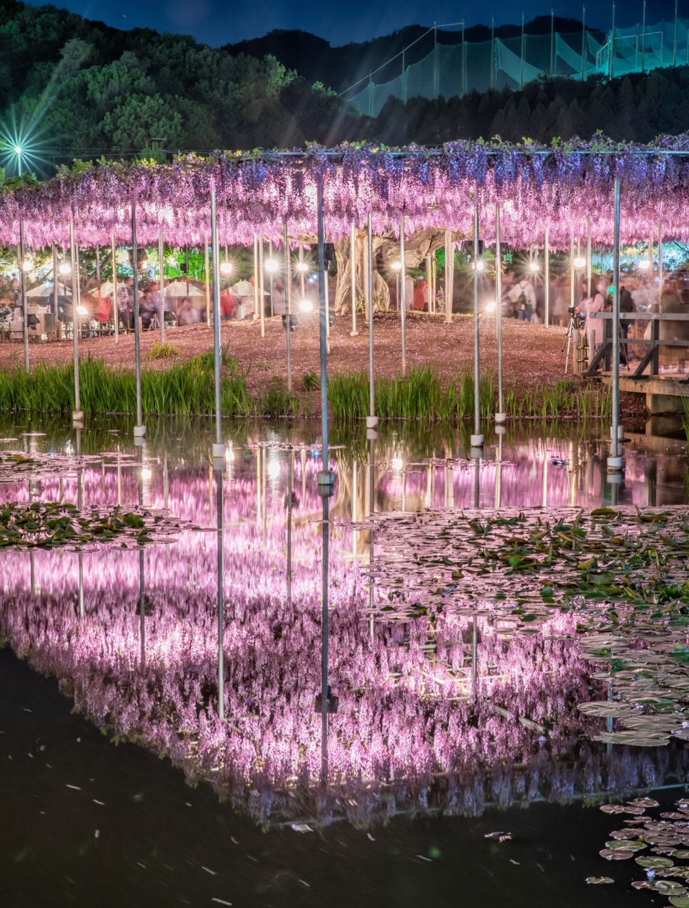 足利花卉公園的紫藤花夜間點燈活動更憑證著浪漫唯美的景緻，獲得「日本夜景遺產」認定！