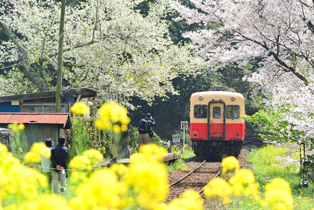 日本春天除了夢幻粉櫻，金黃色的油菜花同樣十分受歡迎！